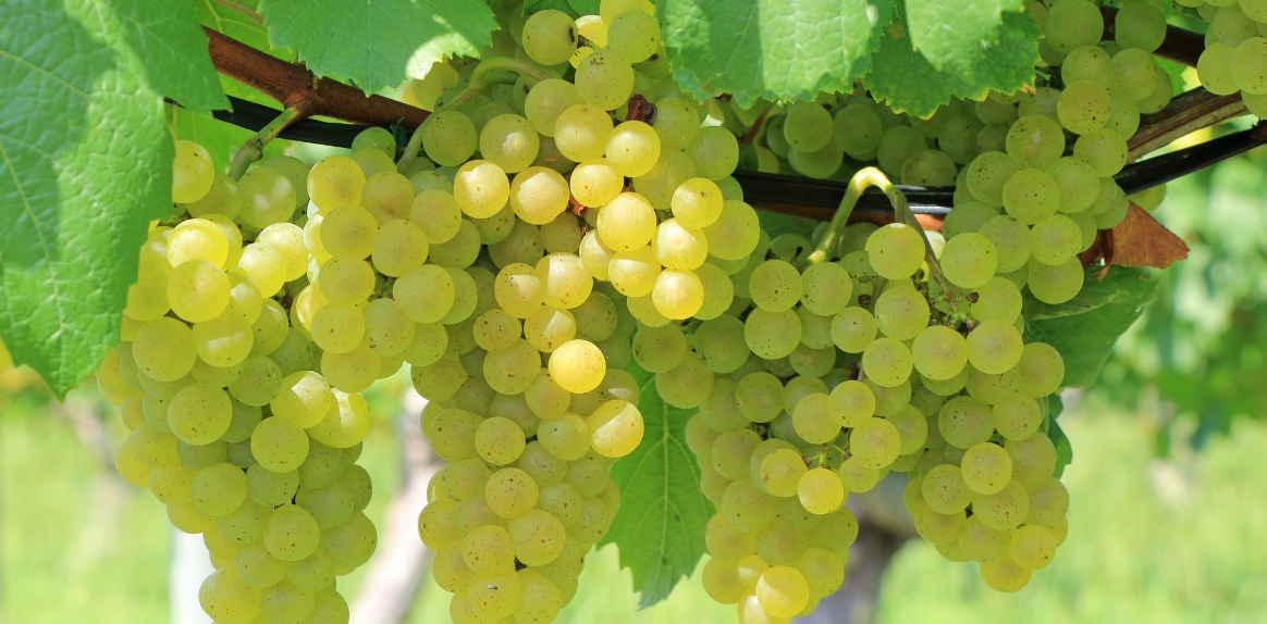 ぶどう本来の力を引き出す、野生酵母による発酵。