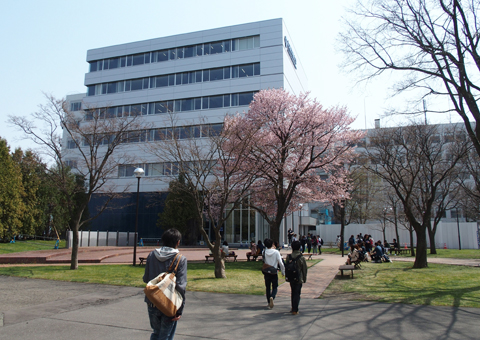 中庭の桜