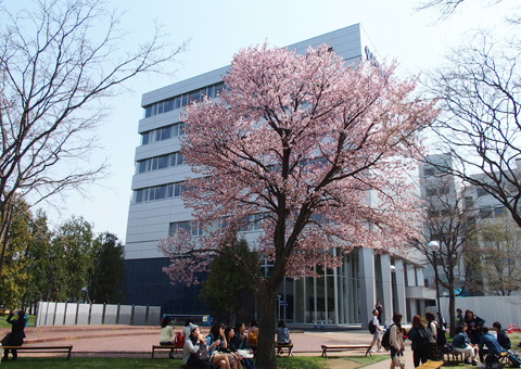 中庭の桜