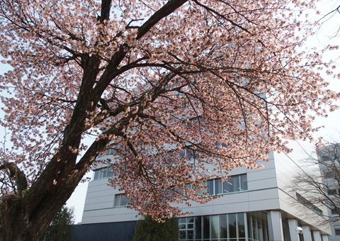 中庭の桜