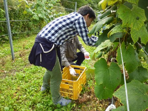 ブドウを収穫する学生たち