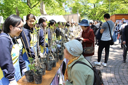 女子高生による苗木の配布